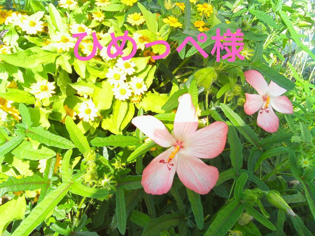 ひめっぺページ