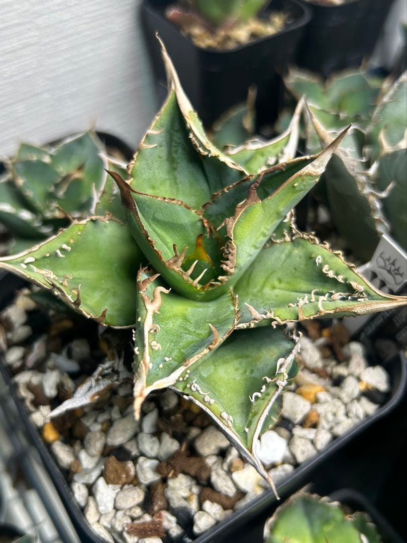 アガベ　dennis017 子株　ぶつぶつ