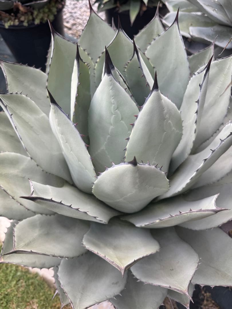 吉祥天　　超大株