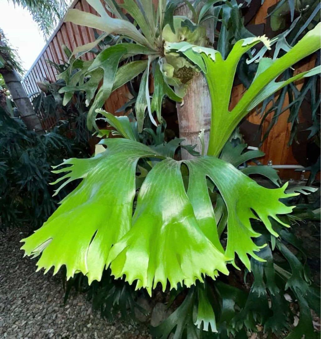 P.Hillii Rod Pattison sporelingロッドパティソン