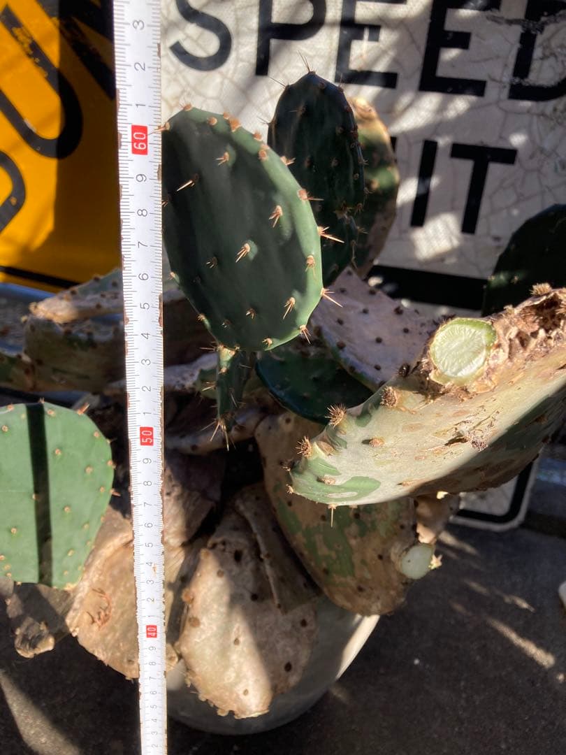 耐寒性オプンチア木質古株コンクリ鉢植えサボテン南国オブジェ　アメリカン　ガレージ