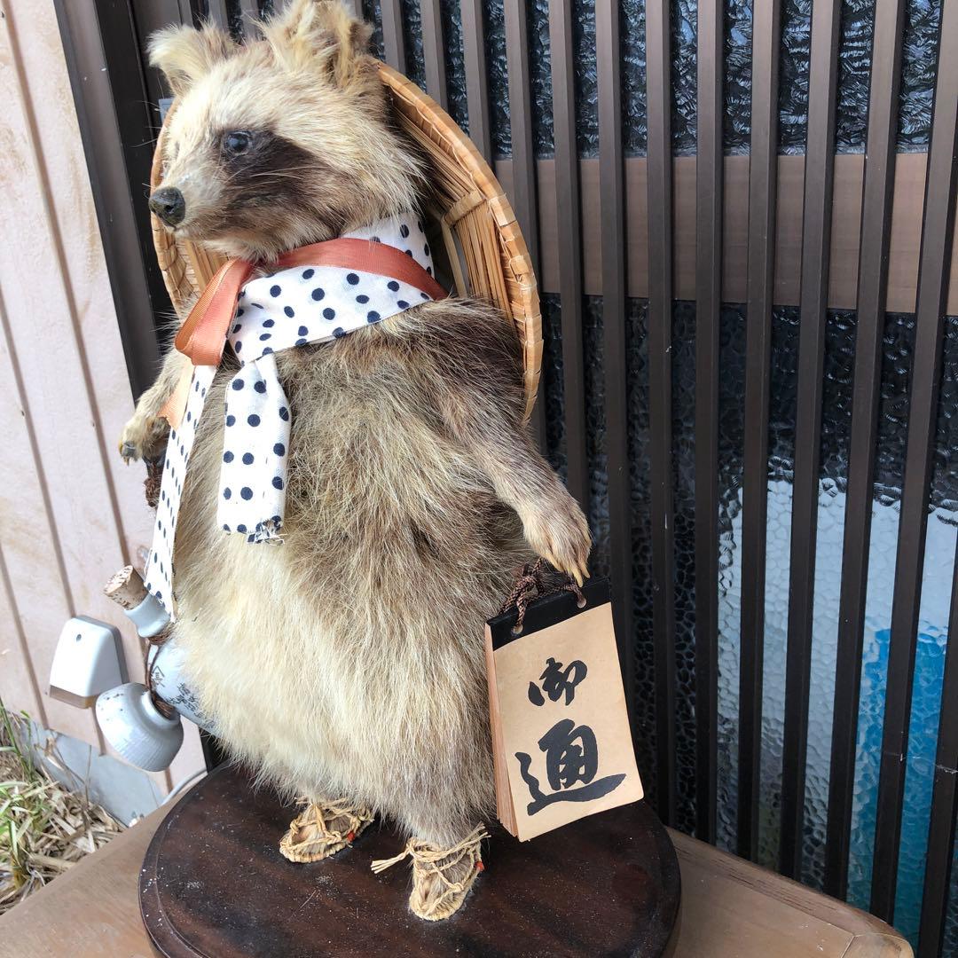 たぬきの剥製、