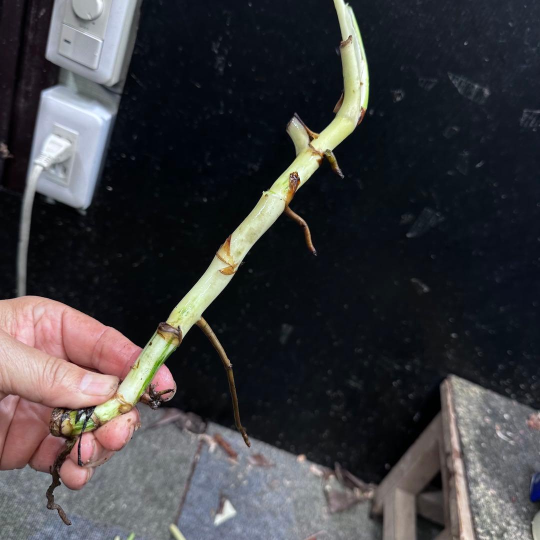 斑入りモンステラホワイトタイガー茎7株おまとめ