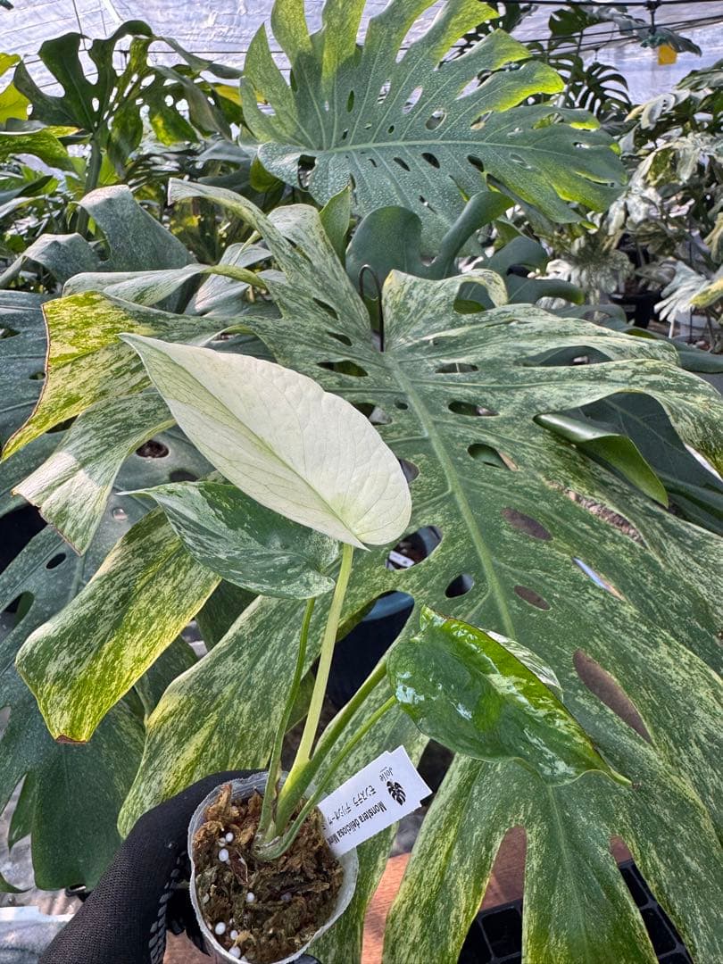 モンステラ　デリシオーサ　ミント　ネコポス