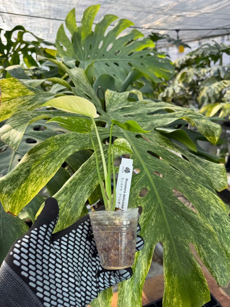 モンステラ　デリシオーサ　ミント　ネコポス