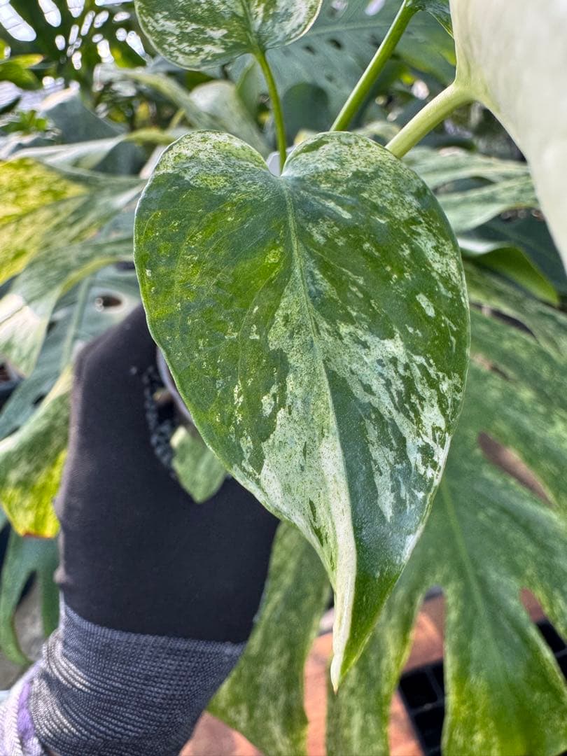 モンステラ　デリシオーサ　ミント　ネコポス