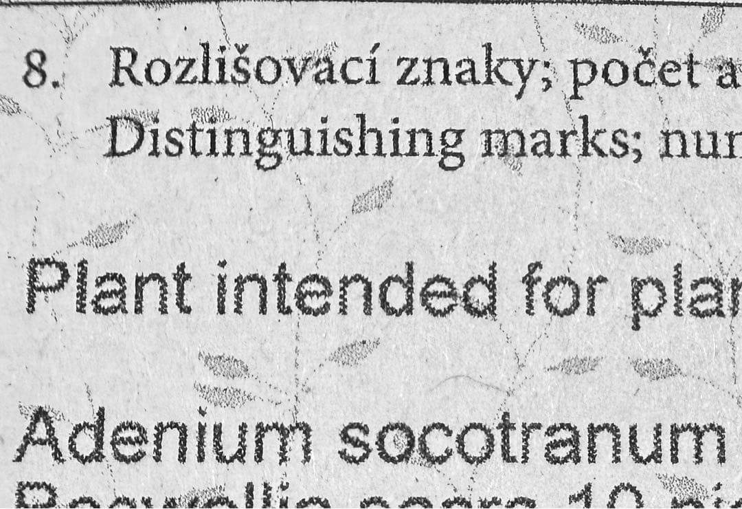 アデニウム　ソコトラナム (EU輸入株)