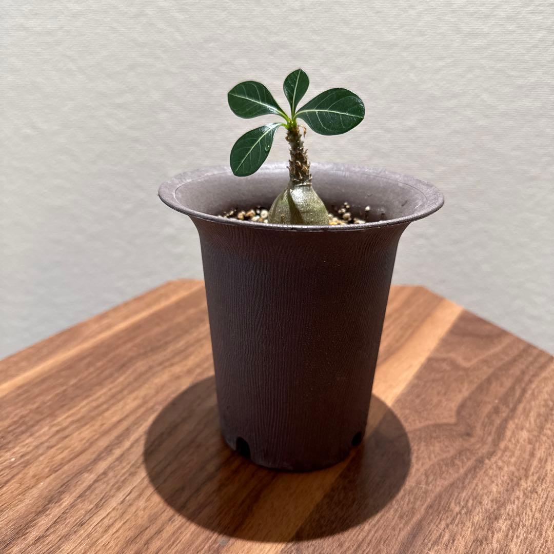 アデニウム　ソコトラナム (EU輸入株)