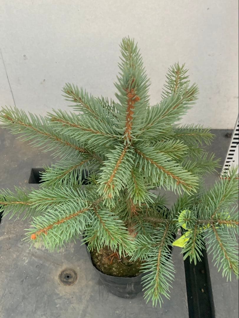 ピセアプンゲンス　　　コロラドトウヒ　　黄紐