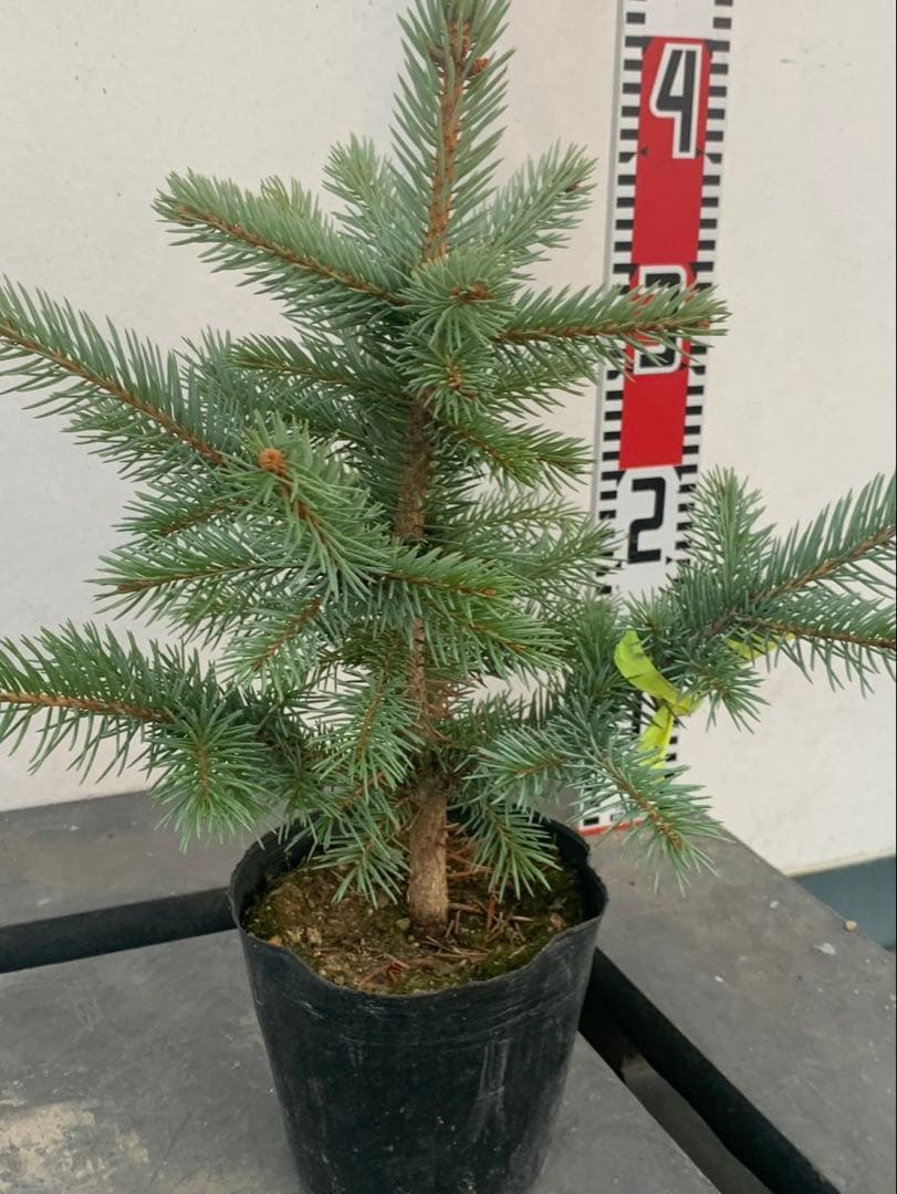 ピセアプンゲンス　　　コロラドトウヒ　　黄紐