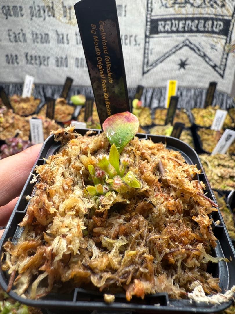 その他観葉植物 Cephalotus follicularis Big Mouth CZP