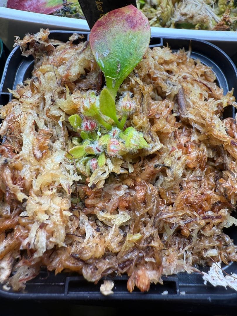 その他観葉植物 Cephalotus follicularis Big Mouth CZP