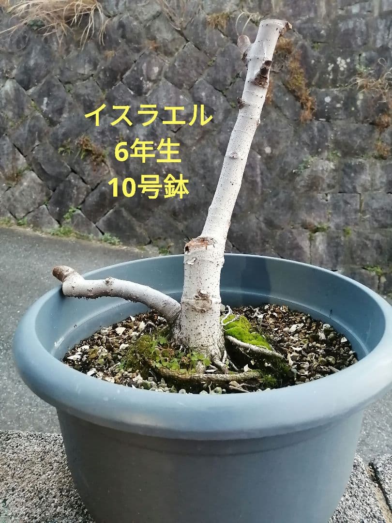 イチジク　イスラエル　10号鉢　5年生　鉢ごと発送