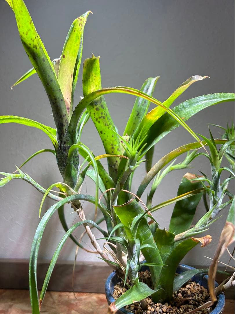 特大群生　ネオレゲリア　hyb 陶器鉢のまま発送　ブロメリア