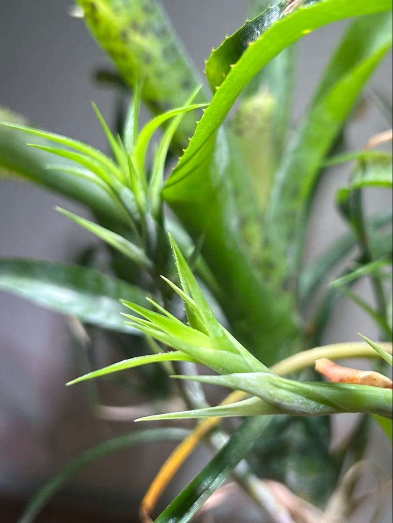 特大群生　ネオレゲリア　hyb 陶器鉢のまま発送　ブロメリア