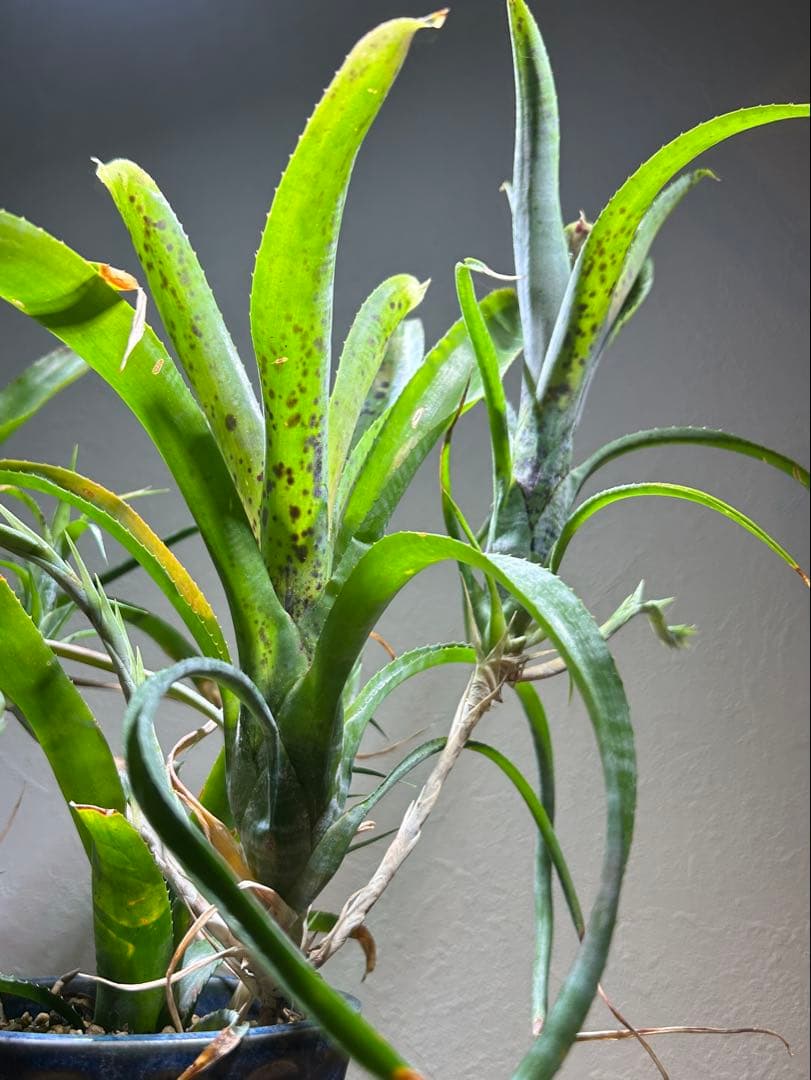 特大群生　ネオレゲリア　hyb 陶器鉢のまま発送　ブロメリア