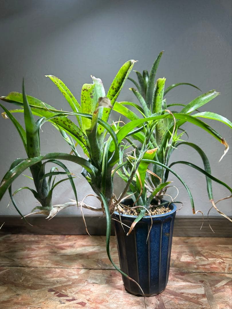 特大群生　ネオレゲリア　hyb 陶器鉢のまま発送　ブロメリア