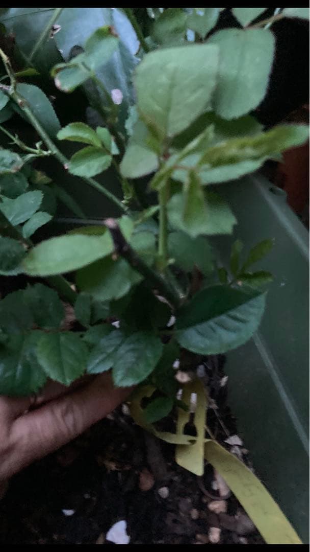専用　希少　バラ苗　切り花品種　Pinky P*.^
