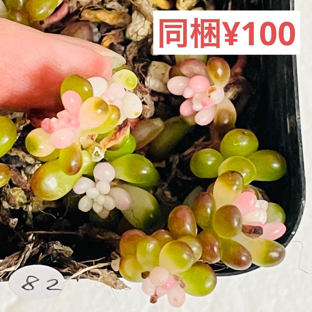 ◇82. 【同梱¥100】訳あり‼️抜き苗　セダム『ベリー錦』痛み有り