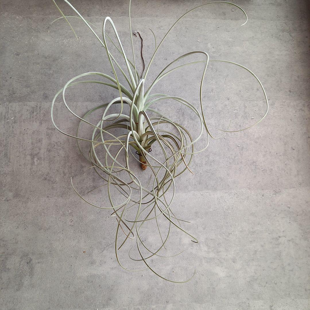 エアプランツ チランジア 超特大株 エクセルタ