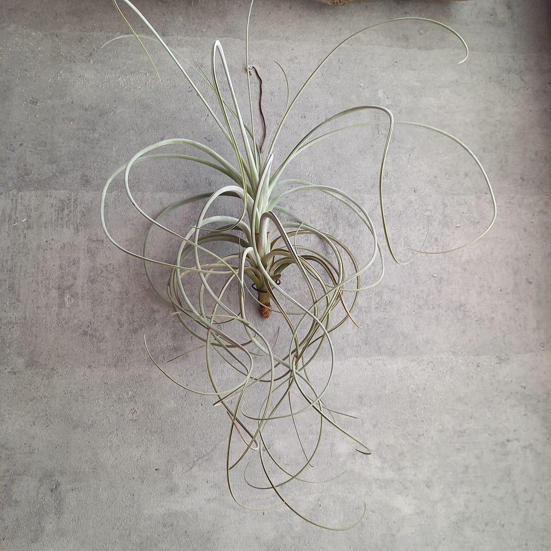 エアプランツ チランジア 超特大株 エクセルタ