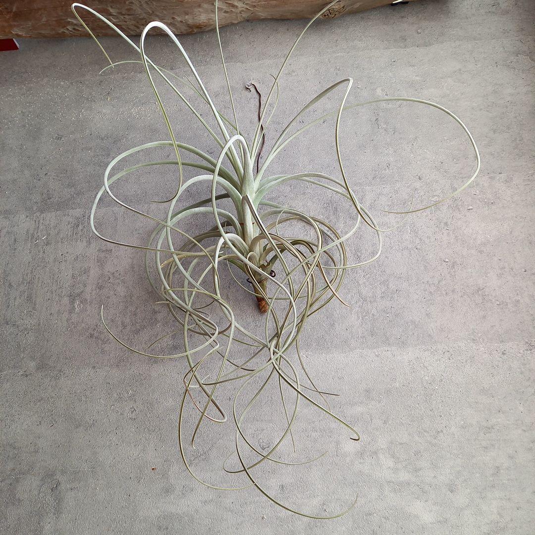 エアプランツ チランジア 超特大株 エクセルタ