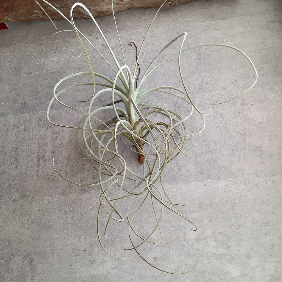 エアプランツ チランジア 超特大株 エクセルタ