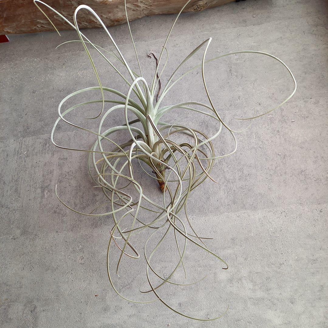 エアプランツ チランジア 超特大株 エクセルタ