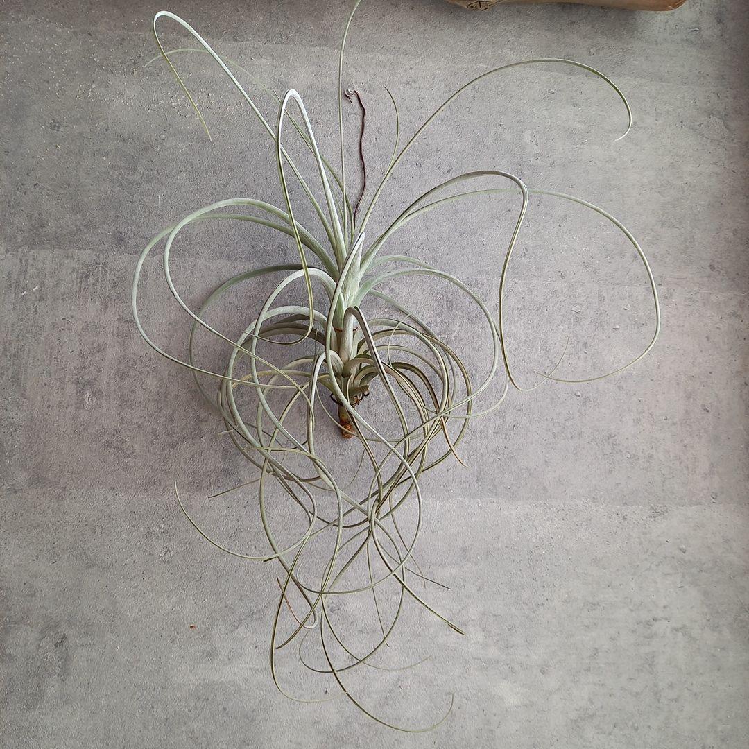 エアプランツ チランジア 超特大株 エクセルタ