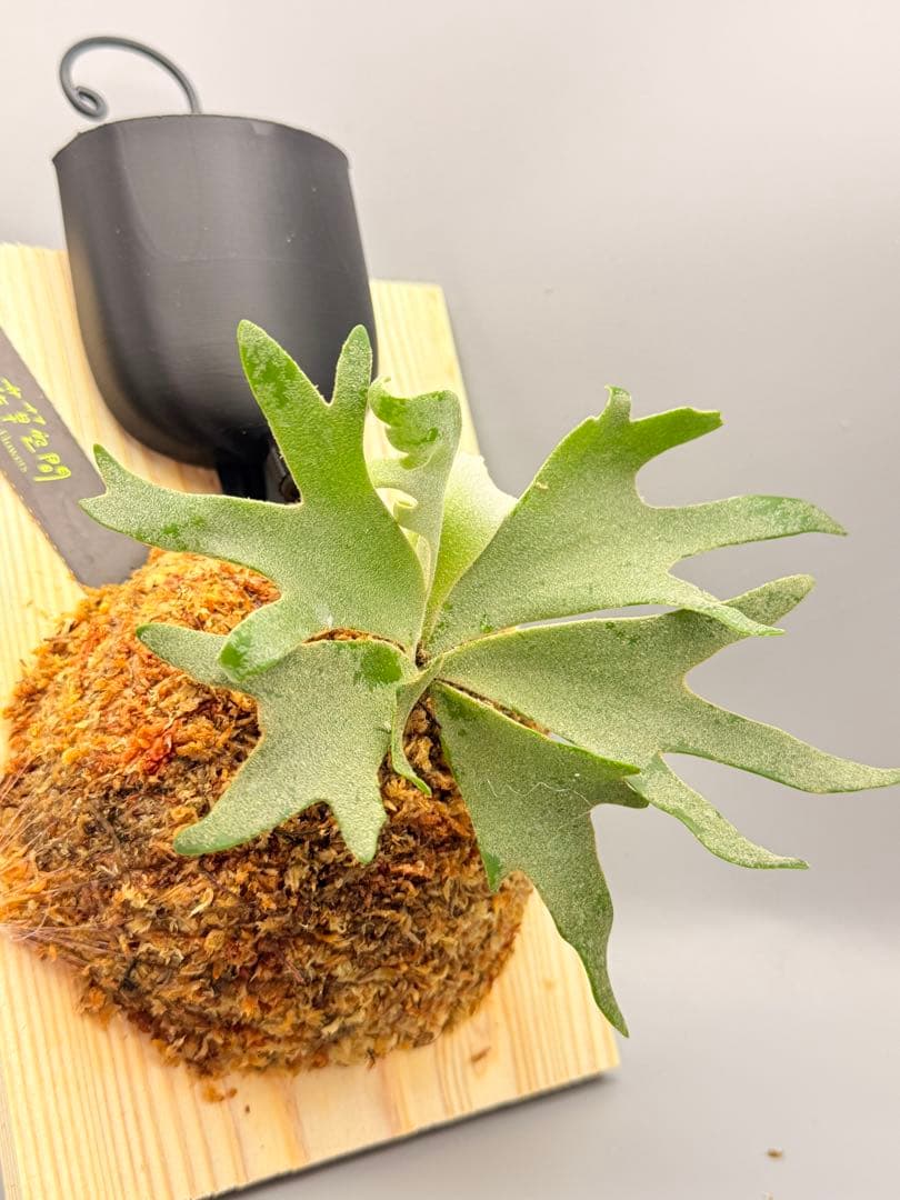 極大　ビカクシダ P.willinckii Golden Boy spore金童