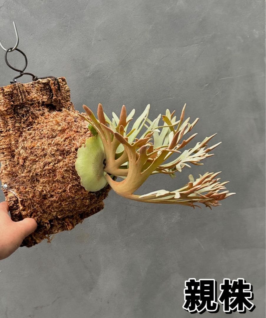 極大　ビカクシダ P.willinckii Golden Boy spore金童