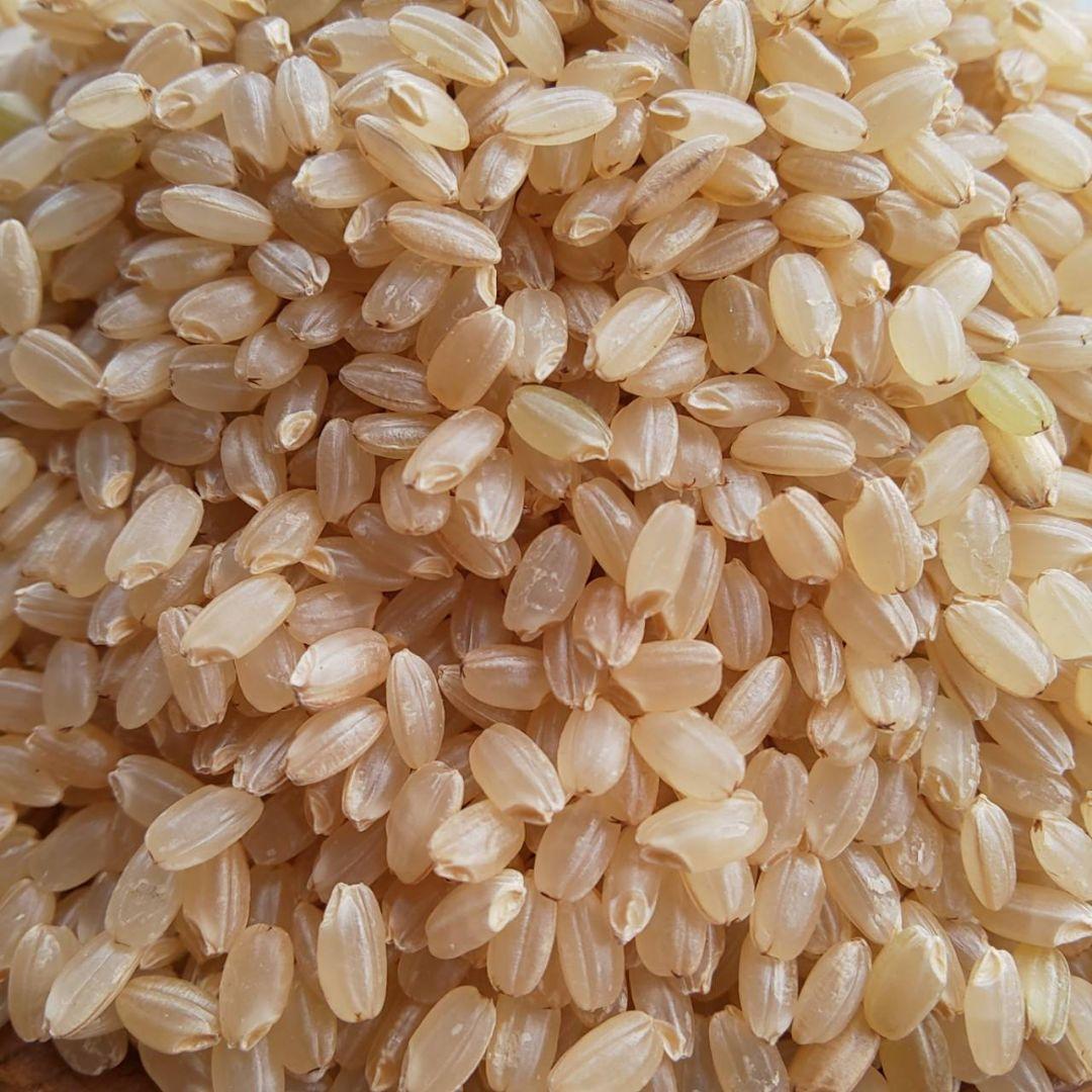 【綺麗な大粒揃い】農薬不使用 化学肥料不使用 ヒノヒカリ 玄米 10kg