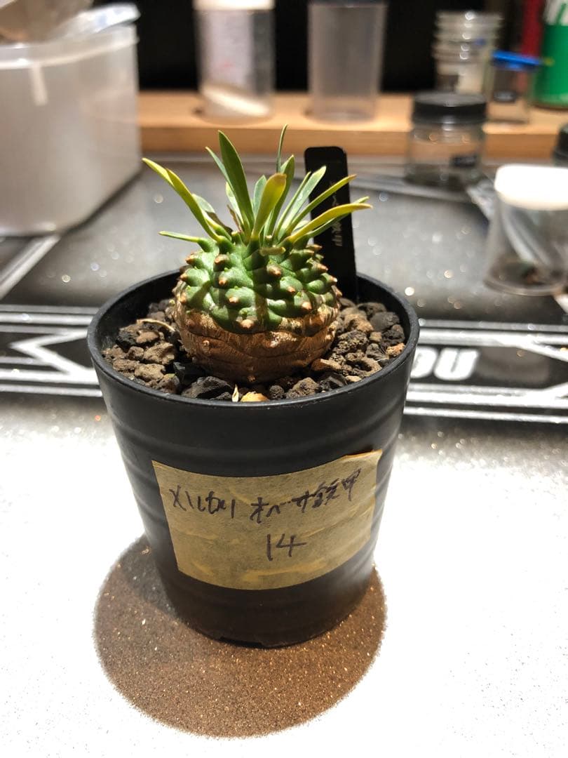 オベサ鉄甲⑭　実生　　2022年頃　播種　良型　フーフォルビアオベサ♀✕鉄甲丸♂