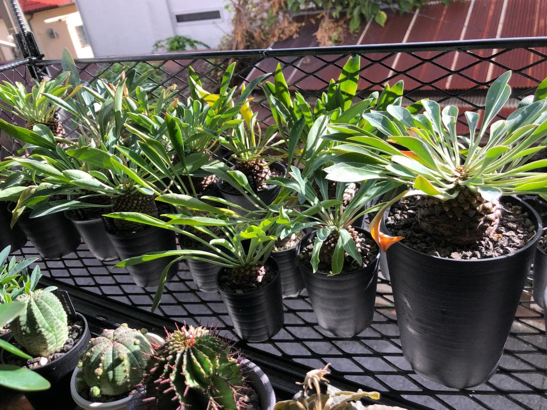 オベサ鉄甲⑭　実生　　2022年頃　播種　良型　フーフォルビアオベサ♀✕鉄甲丸♂