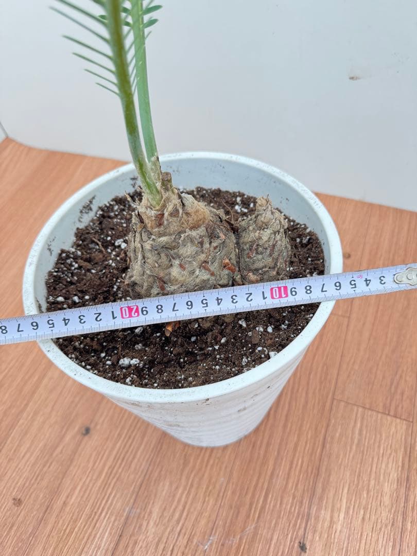 ディオーン　エデュレ1番2番の2鉢セット