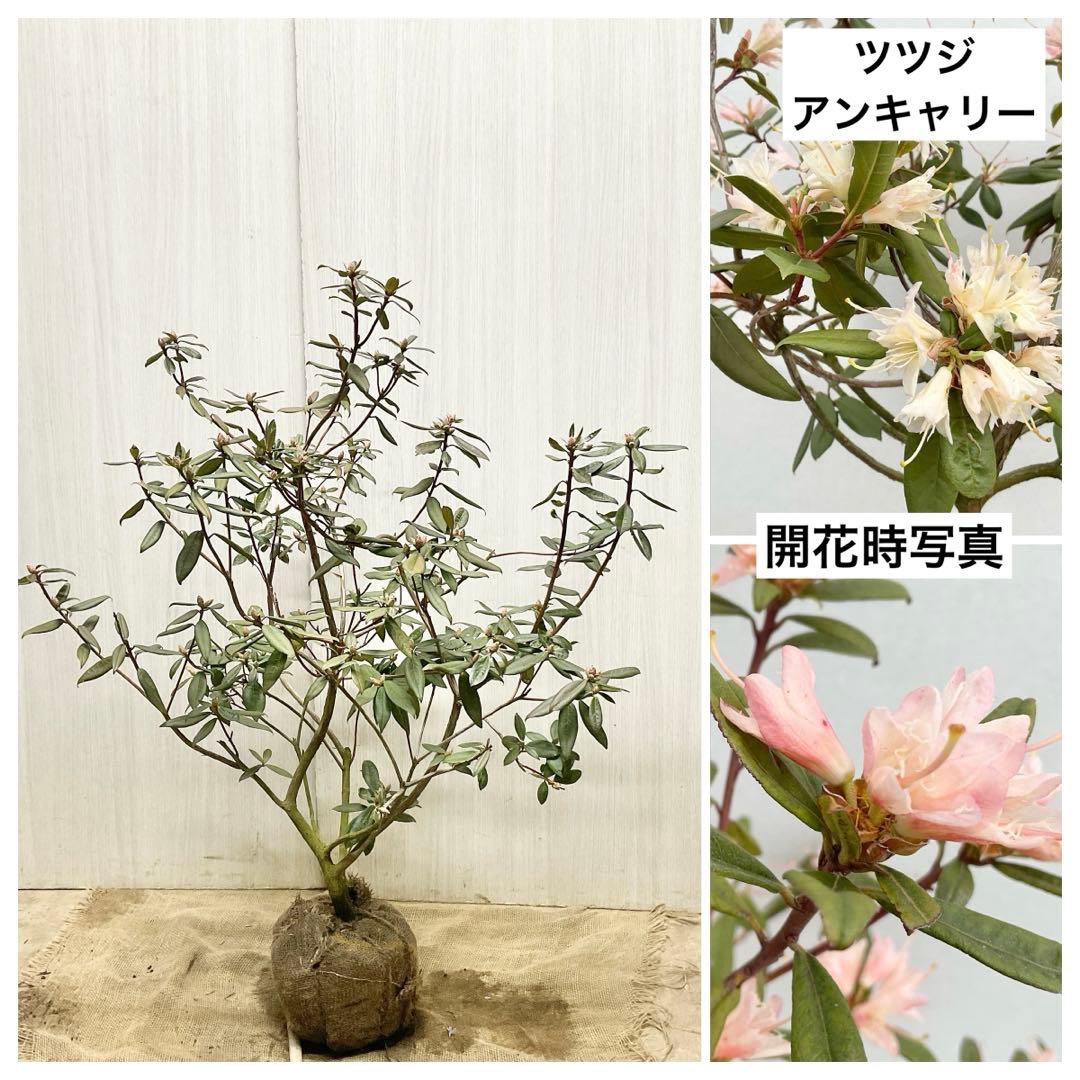 アンキャリーツツジ /99