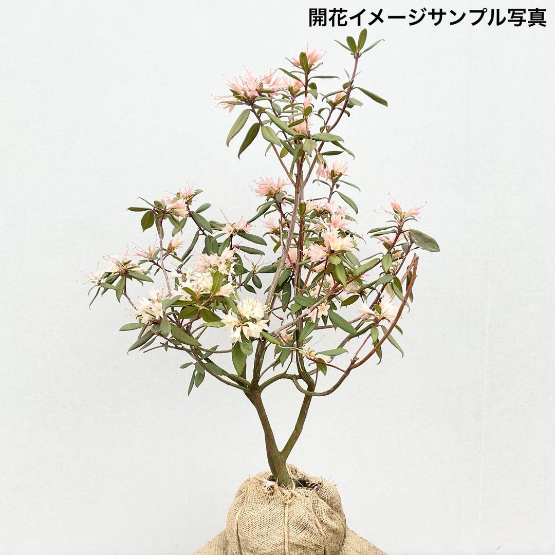 アンキャリーツツジ /99