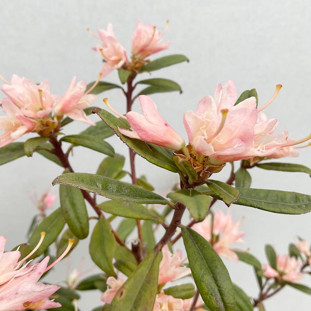 アンキャリーツツジ /99