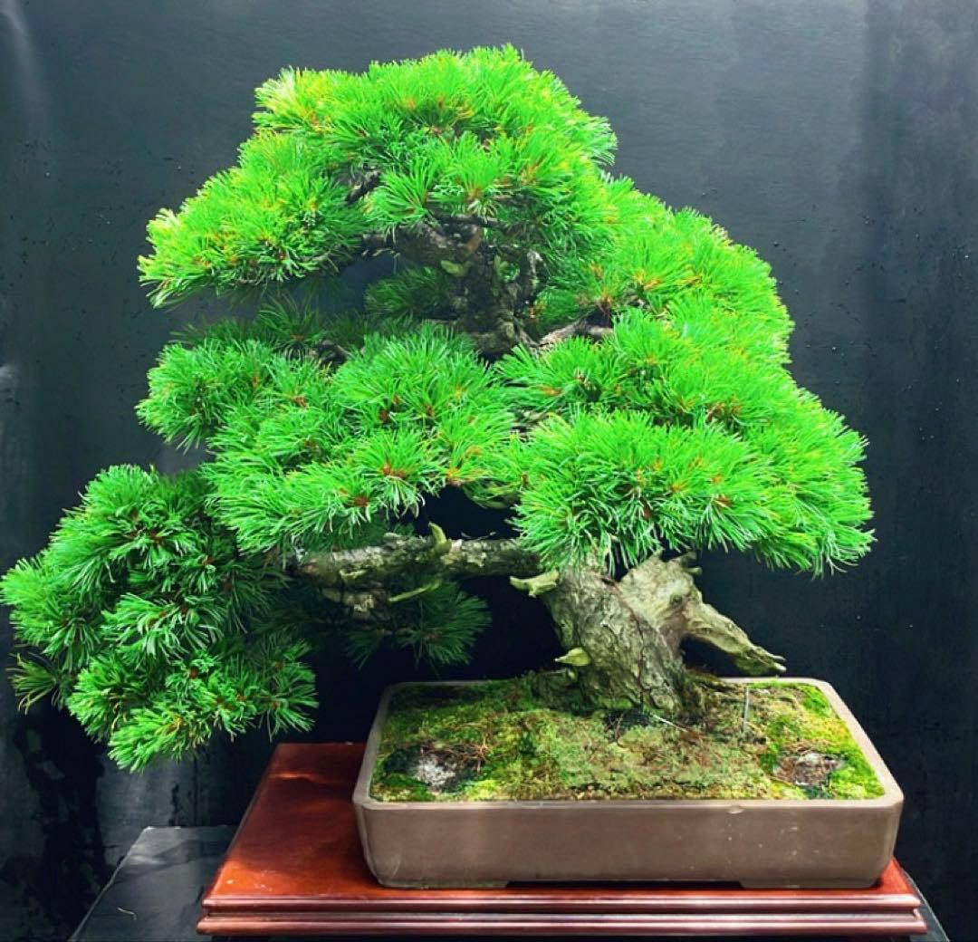 吾妻五葉松 盆栽