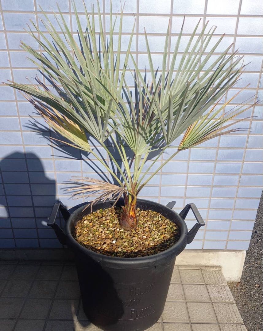 ブラヘア　アルマータ