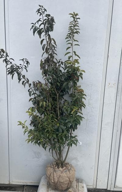 《現品》ソヨゴ　株立ち(雄雌株・オスメス株)　樹高1.3ｍ（根鉢含まず）598