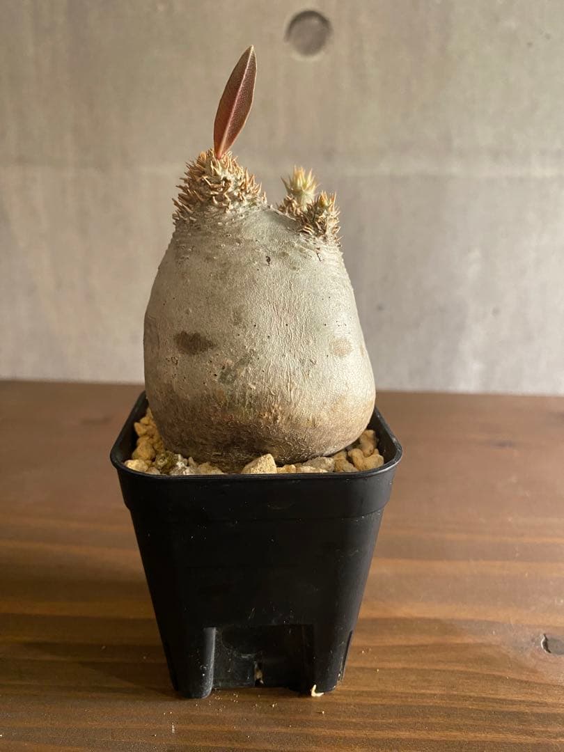 パキボディウム イノピナツム 現地球