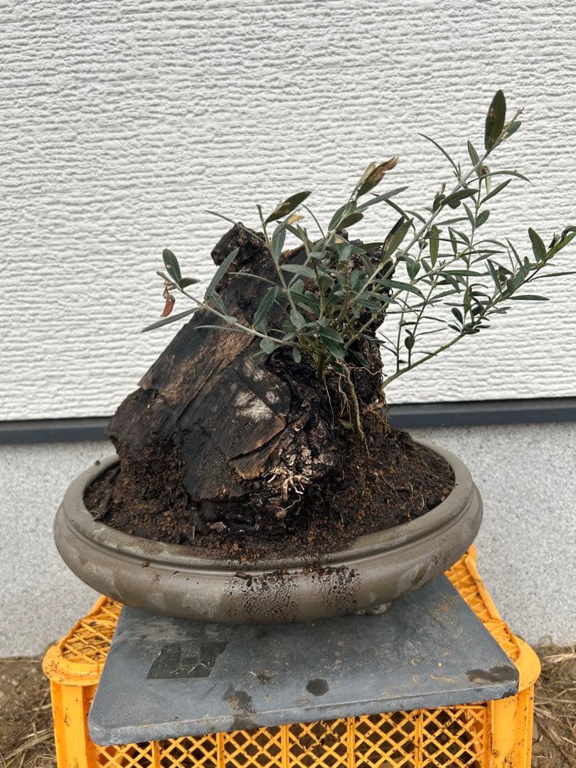 OLD Olive オールドオリーブ　オリーブ盆栽