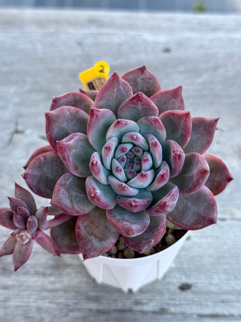 2 希少　大苗　SAMリンゼアナNo.6 カリフォルニア輸入　多肉植物