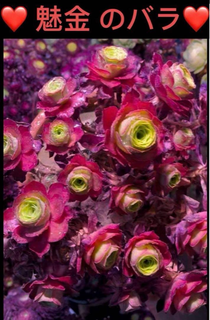 多肉植物アエオニウム錦 ❤️魅金のバラ ❤️