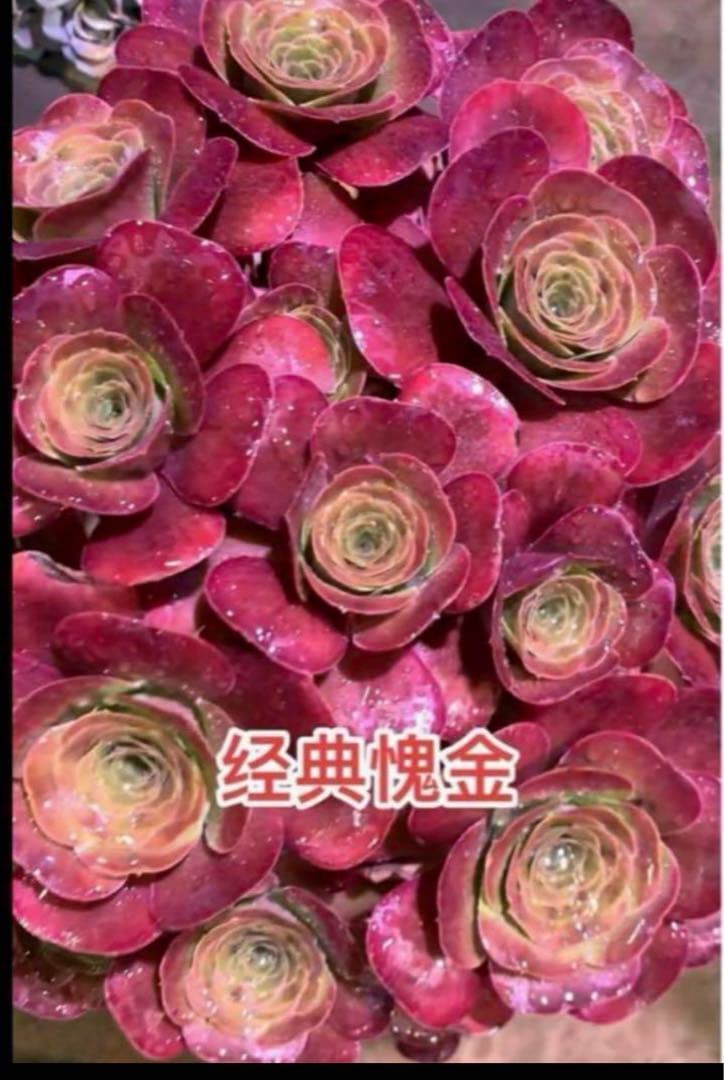 多肉植物アエオニウム錦 ❤️魅金のバラ ❤️