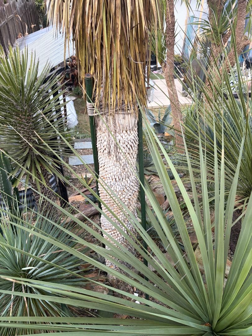 耐寒性ユッカロストラータ特大株◇ドライガーデン多肉アガベ ヤシ　ダシリリオン南国