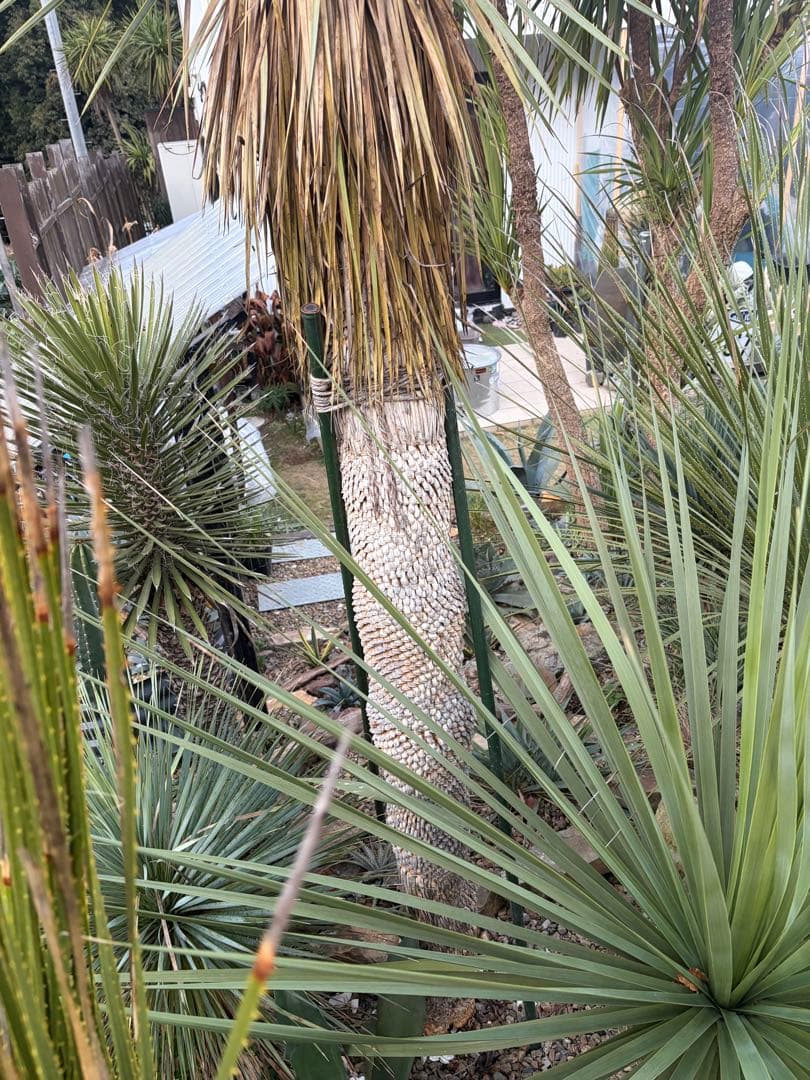 耐寒性ユッカロストラータ特大株◇ドライガーデン多肉アガベ ヤシ　ダシリリオン南国