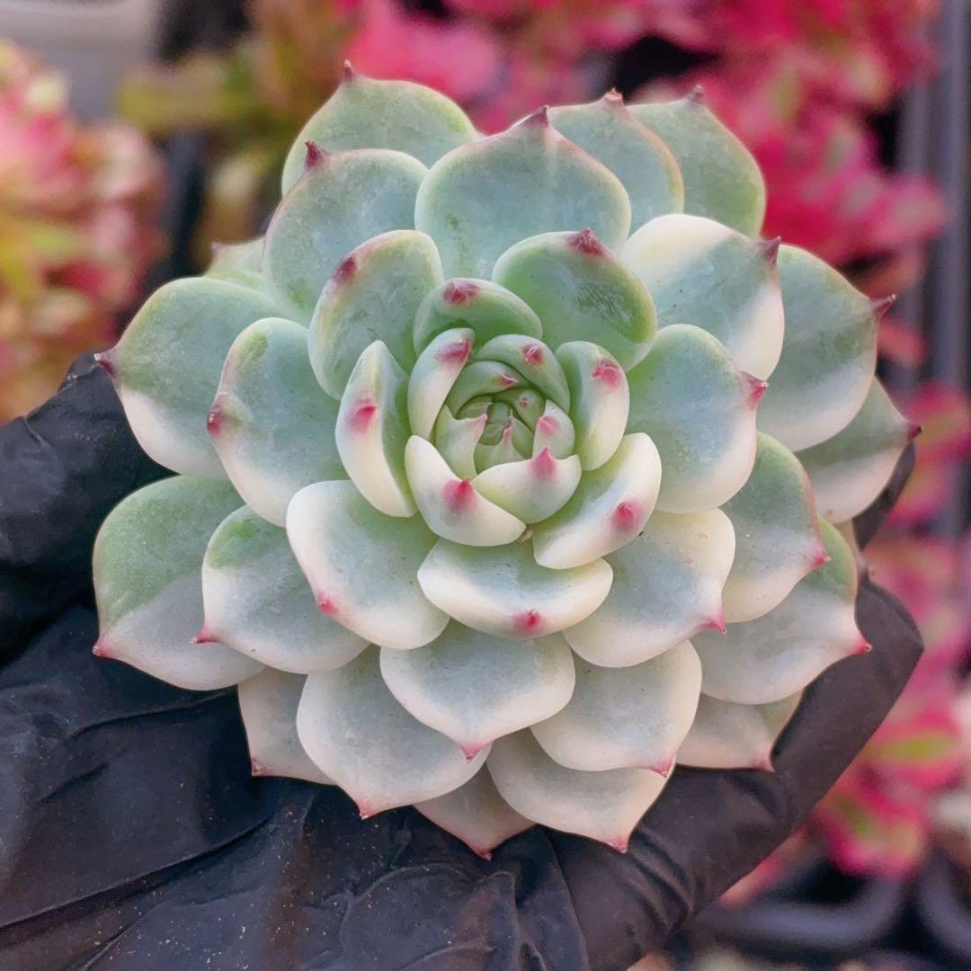 5苗　チワワエンシス錦　大株　多肉植物　エケベリア