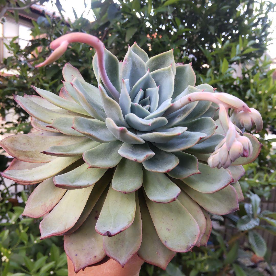 親株 超デカベリア 札付き✡️ラウリンゼ×青典牡丹✡️多肉 オーズさん